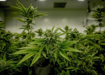 Debatte um die Cannabis-Legalisierung geht in eine neue Runde.