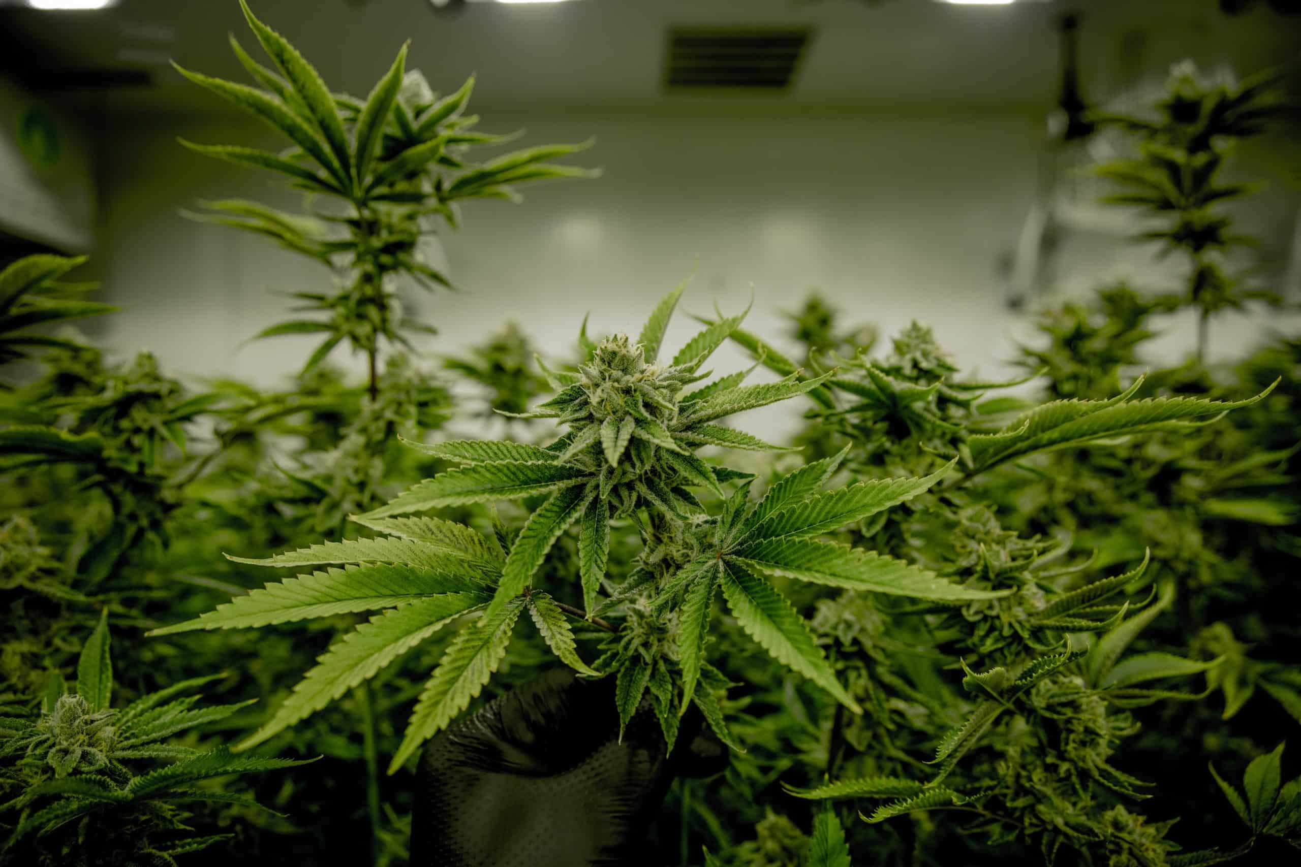 Debatte um die Cannabis-Legalisierung geht in eine neue Runde.