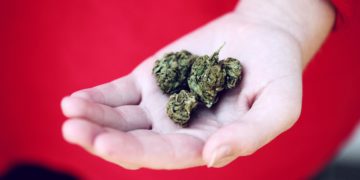 Marihuana, medizinischer Hanf und Cannabis: Sind diese Präparate in Deutschland legal und frei verkäuflich?