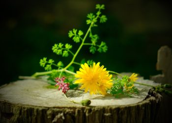 Viele Wildkräuter können ohne Bedenken gegessen werden.