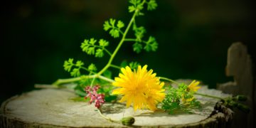 Viele Wildkräuter können ohne Bedenken gegessen werden.