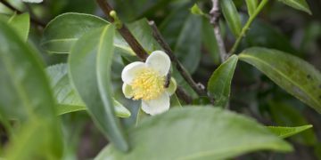 Teebaumöl gegen Nagelpilz – eine Behandlung mit Erfolg?