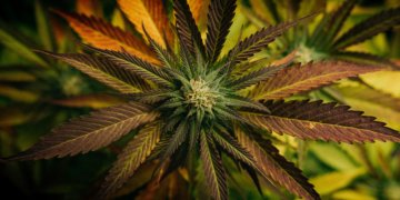 Cannabis soll legalisiert werden.