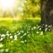 Natur als Wunderheiler