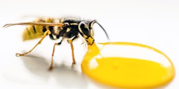 Insektenstich: Wie wird er im Notfall behandelt?