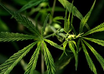 Natürlich schön mit CBD