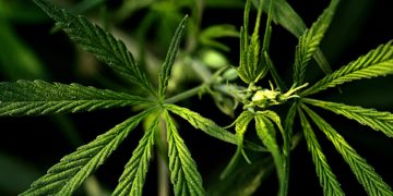 Natürlich schön mit CBD